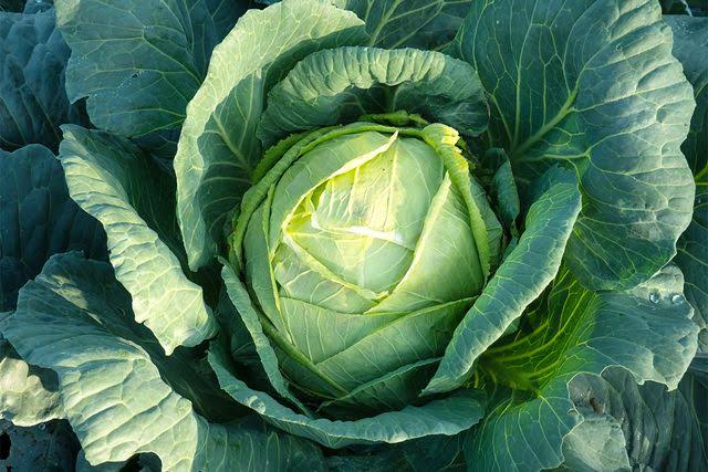 Cabbages